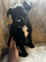 Black girl #1, a female German Shepherd Dog and American Pit Bull Terrier for sale in High Point, NC – Photo 2 of 2