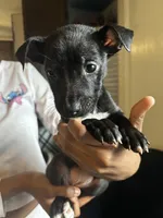 Black girl #9, a male German Shepherd Dog and American Pit Bull Terrier for sale in High Point, NC – Photo 1 of 2