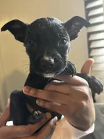 Black girl #6, a female German Shepherd Dog and American Pit Bull Terrier for sale in High Point, NC – Photo 2 of 2
