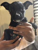 Black girl #6, a female German Shepherd Dog and American Pit Bull Terrier for sale in High Point, NC – Photo 1 of 2