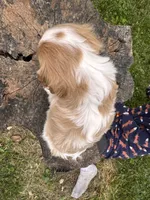 Scarlett -Akc , a female Cavalier King Charles Spaniel for sale in Louisville, KY – 3 of 7