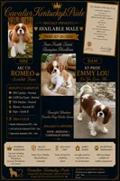 Koda -Akc , a male Cavalier King Charles Spaniel for sale in Louisville, KY – 1 of 1