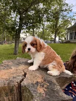 Happy , a male Cavalier King Charles Spaniel for sale in Louisville, KY – 6 of 9