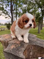 Happy , a male Cavalier King Charles Spaniel for sale in Louisville, KY – 5 of 9