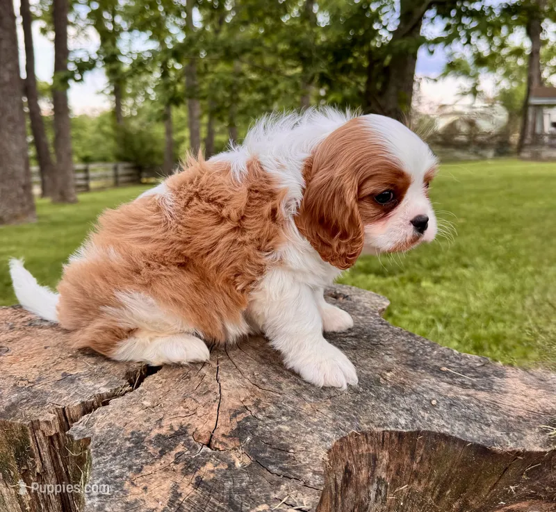 Kingston - Akc  – Cavalier King Charles Spaniel puppy for sale in Louisville, KY