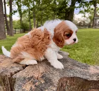 Kingston - Akc , a male Cavalier King Charles Spaniel for sale in Louisville, KY – 1 of 3