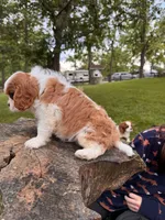 Happy , a male Cavalier King Charles Spaniel for sale in Louisville, KY – 7 of 9