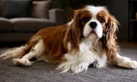 Kingston - Akc , a male Cavalier King Charles Spaniel for sale in Louisville, KY – 3 of 3