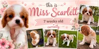 Scarlett -Akc , a female Cavalier King Charles Spaniel for sale in Louisville, KY – 2 of 7