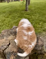 Happy , a male Cavalier King Charles Spaniel for sale in Louisville, KY – 2 of 9