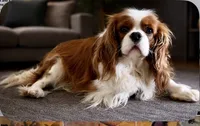 Scarlett -Akc , a female Cavalier King Charles Spaniel for sale in Louisville, KY – 6 of 7