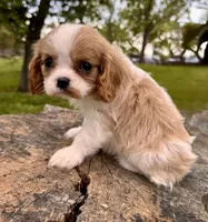 Scarlett -Akc , a female Cavalier King Charles Spaniel for sale in Louisville, KY – 4 of 7