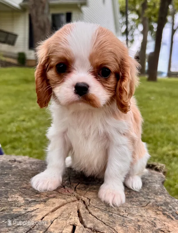 Scarlett -Akc  – Cavalier King Charles Spaniel puppy for sale in Louisville, KY