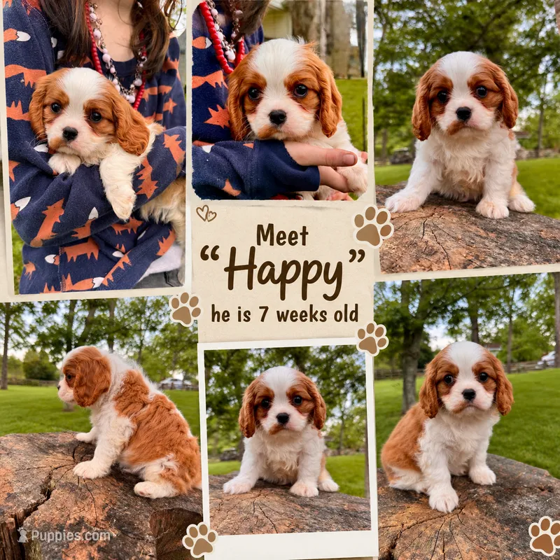 Happy  – Cavalier King Charles Spaniel puppy for sale in Louisville, KY