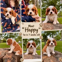 Happy , a male Cavalier King Charles Spaniel for sale in Louisville, KY – 1 of 9