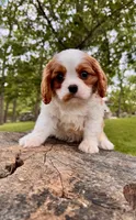 Happy , a male Cavalier King Charles Spaniel for sale in Louisville, KY – 3 of 9