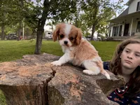 Scarlett -Akc , a female Cavalier King Charles Spaniel for sale in Louisville, KY – 5 of 7