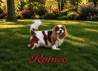 Scarlett -Akc , a female Cavalier King Charles Spaniel for sale in Louisville, KY – 7 of 7