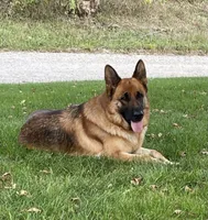 Zues 4, a male German Shepherd Dog for sale in Chariton, IA – Photo 3 of 6