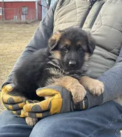 Zues 4, a male German Shepherd Dog for sale in Chariton, IA – Photo 4 of 6