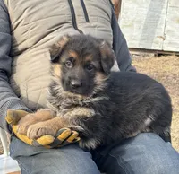 Zues 4, a male German Shepherd Dog for sale in Chariton, IA – Photo 2 of 6