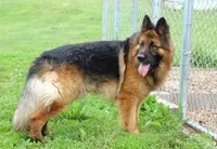 Zues 4, a male German Shepherd Dog for sale in Chariton, IA – Photo 6 of 6