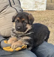 Zues 4, a male German Shepherd Dog for sale in Chariton, IA – Photo 5 of 6
