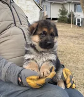Rex 3, a male German Shepherd Dog for sale in Chariton, IA – Photo 3 of 5