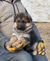 Rex 3, a male German Shepherd Dog for sale in Chariton, IA – Photo 1 of 5