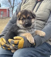 Rex 3, a male German Shepherd Dog for sale in Chariton, IA – Photo 2 of 5