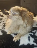 Bambi, a female Pomeranian for sale in Cleburne, TX – 5 of 6