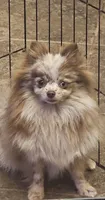 Bambi, a female Pomeranian for sale in Cleburne, TX – 2 of 6