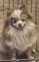 Bambi, a female Pomeranian for sale in Cleburne, TX – 3 of 6
