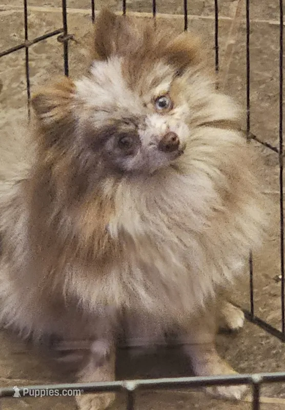 Bambi – Pomeranian puppy for sale in Cleburne, TX