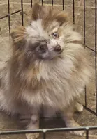 Bambi, a female Pomeranian for sale in Cleburne, TX – 1 of 6