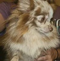 Bambi, a female Pomeranian for sale in Cleburne, TX – 4 of 6