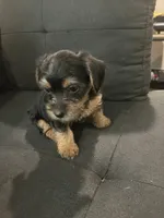 Prince, a male Yorkshire Terrier for sale in Chattanooga, TN – 1 of 1