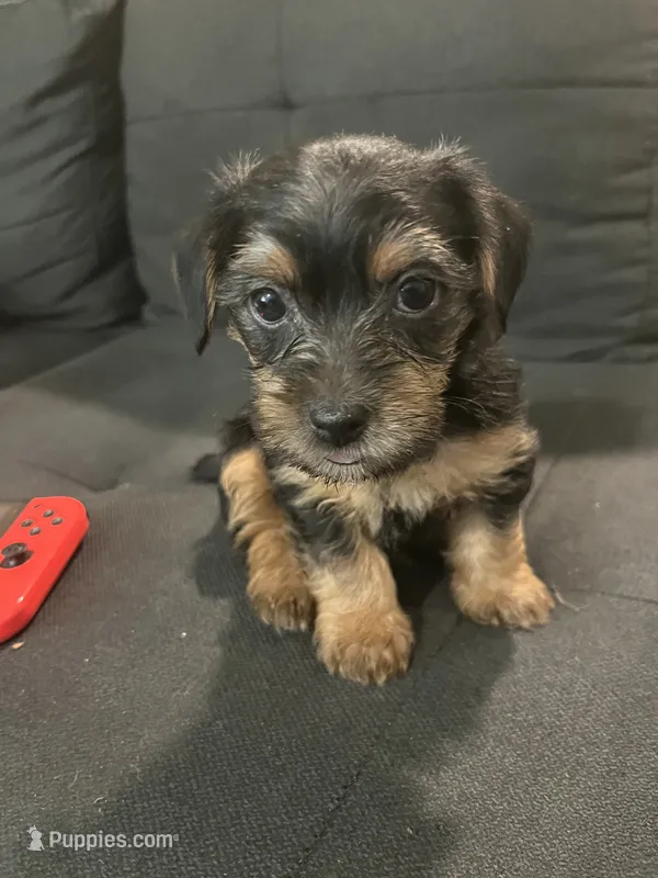 Cain – Yorkshire Terrier puppy for sale in Chattanooga, TN