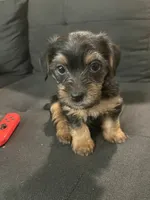 Cain, a male Yorkshire Terrier for sale in Chattanooga, TN – 1 of 1