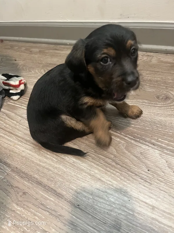 Malo – Yorkshire Terrier puppy for sale in Chattanooga, TN