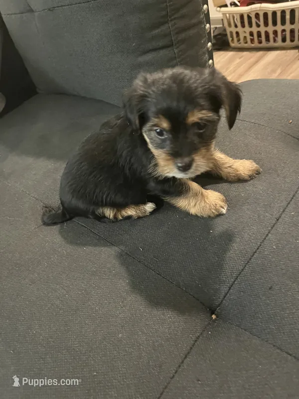 King – Yorkshire Terrier puppy for sale in Chattanooga, TN
