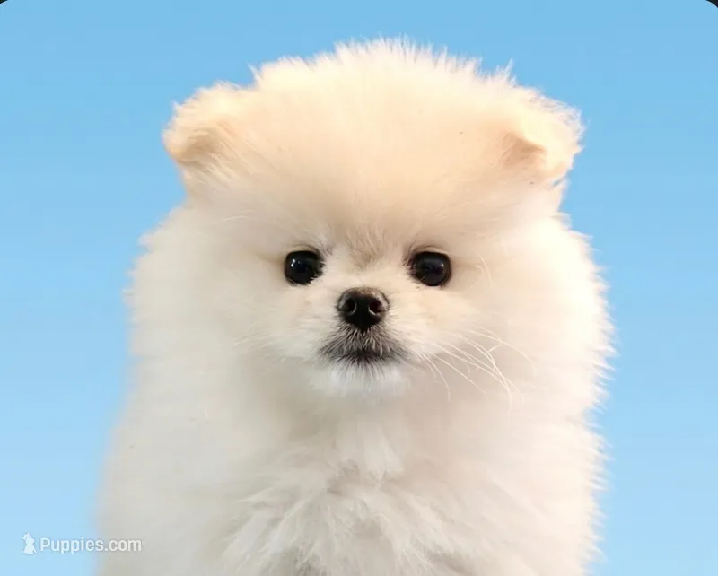 Cupid – Pomeranian puppy for sale in Buffalo, NY
