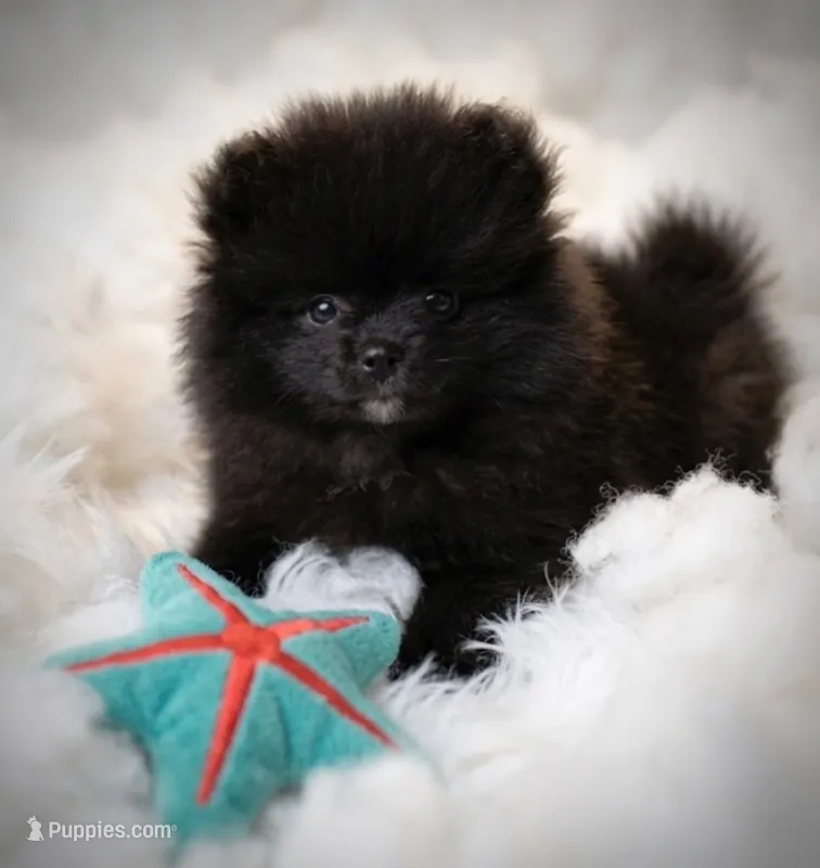 Purebred baby Pom – Pomeranian puppy for sale in Buffalo, NY