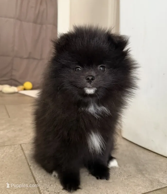 Tiny purebred Pom – Pomeranian puppy for sale in Buffalo, NY