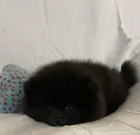 Juno, a female Pomeranian for sale in Buffalo, NY – 2 of 7