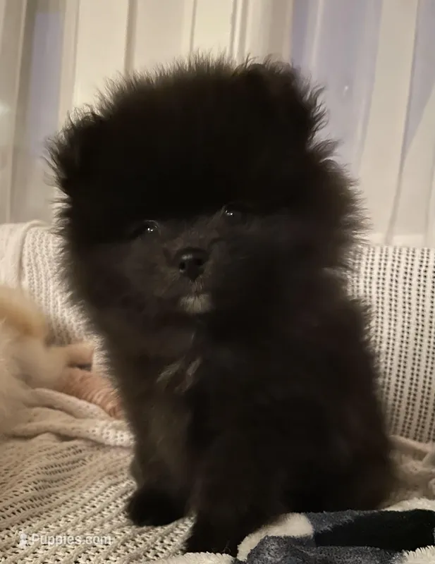 Juno – Pomeranian puppy for sale in Buffalo, NY