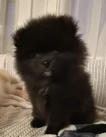 Juno, a female Pomeranian for sale in Buffalo, NY – 1 of 7