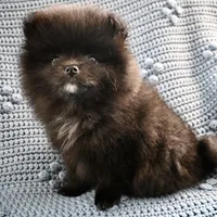 Juno, a female Pomeranian for sale in Buffalo, NY – 5 of 7
