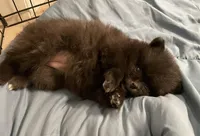 Juno, a female Pomeranian for sale in Buffalo, NY – 3 of 7