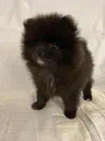 Juno, a female Pomeranian for sale in Buffalo, NY – 4 of 7